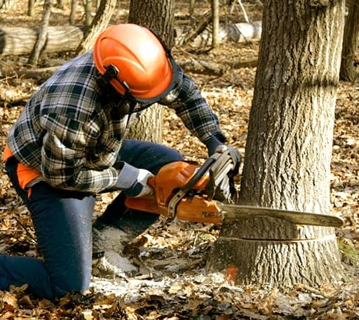 Tree Removal in Manter, KS